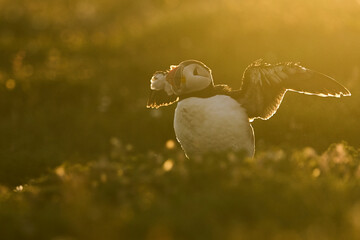Atlantic puffin (Fratercula arctica) backlit by early morning sun on the cliffs of Skomer Island off the coast of Pembrokeshire in Wales, United Kingdom
