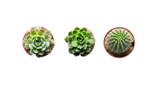 Top view of small potted cactus succulent plants, set of three various types of Echeveria succulents including Raindrops Echeveria (center) isolated on white background