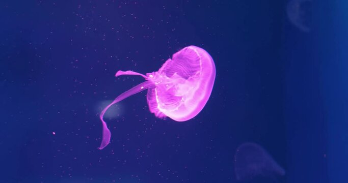 sea ocean nature animal jellyfish glowing in dark deep sea marine fish background underwater diving travel concept ads