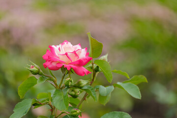 blooming white-pink rose close-up on a green blurred background