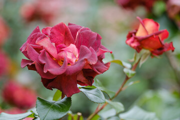 blooming red-brown roses close-up on a green blurred background