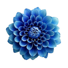 Blue Dahlia flower the tuberous garden plant isolated on transparent background with clipping path