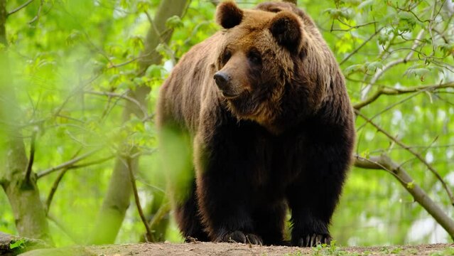 Brown bear in the wood sniffing and gasping 4K close up shot