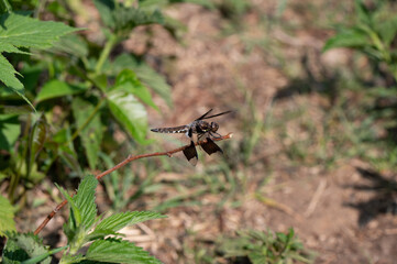 A maile juvenile Common Whitetail Dragonfly Plathemis lydia perched on a branch