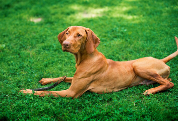 A dog of the Hungarian Vizsla breed lies in the grass and holds a stick with its paw. The hunting...