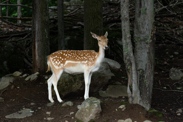 Pretty young white-tailed doe standing in the shade in woods during a summer morning