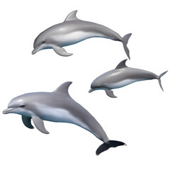 Dolphin isolated on white png transparent background