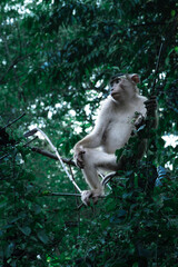 singe macaque dans la foret et jungle de Borneo dans leur milieu sauvage. mancés d'extinction à cause de la deforestation, Borneo, Malaise