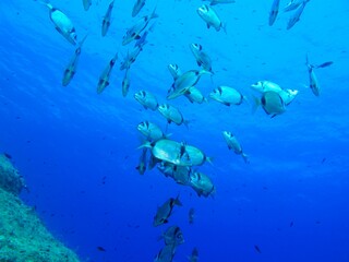 School of fish swimming in the vivid blue ocean. Swimming fish (seabream). Deep sea with the marine life. Scuba diving with aquatic life, underwater photography.
