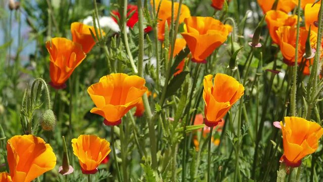 californica poppy on flower meadow in the garden