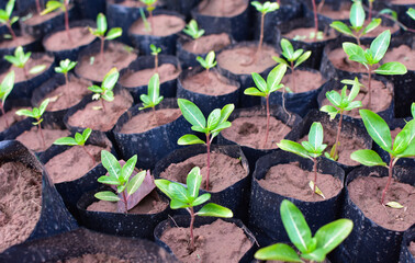 planting trees, saplings and green leaves