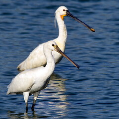 Two platalea leucorodia birds standing beside each other on the lake.