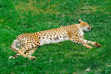 Fototapeta premium Lazy Cheetah Lounging on Grass Peacefully Sleeping