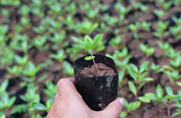 planting trees, saplings and green leaves