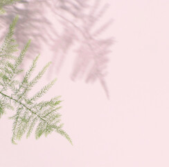 Top view of green leaves and shadow on pink color background. Flat lay. Minimal nature concept. Creative copyspace.