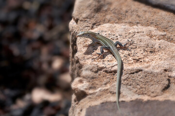 Ostkanareneidechse - Atlantische Eidechse (Gallotia atlantica) auf einer braunen Steinmauer - Costa Calma, Fuerteventura