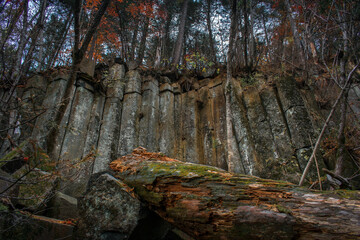 Natural wall in the forest made of hexagonal volcanic pillars across. A rock from an ancient...