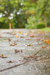 Fototapeta na wymiar Fallen leaves on the ground in the rain, natural background. with bokeh background, selective focus. evening environment