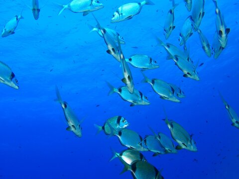 School of fish (seabream) swimming in the vivid blue ocean. Open sea with the marine life. Scuba diving with aquatic life, underwater photography. Fish and water.