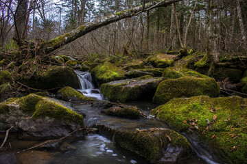 Fototapeta na wymiar A beautiful mountain stream flowing among large boulders covered with moss in the taiga forest. Small taiga river.