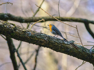 The European robin (Erithacus rubecula), known simply as the robin or robin redbreast.