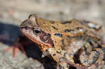 The common frog or grass frog (Rana temporaria)