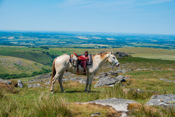 Dartmoor national park pony