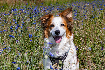 Wunderschöner Mischlingshund Leila posiert im Kornblumenfeld.
