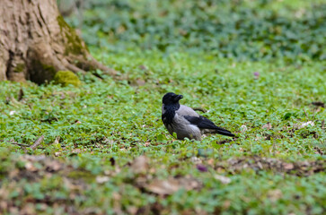 The hooded crow (Corvus cornix), also called the scald-crow or hoodie.