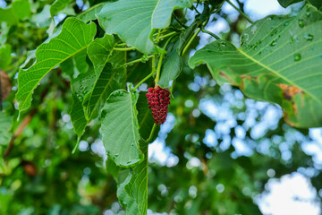 Red fruits on the branch of a tree in a summer garden.