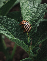 colorado potato beetle close-up, macro photography, colorado potato beetle sits on a green potato leaf