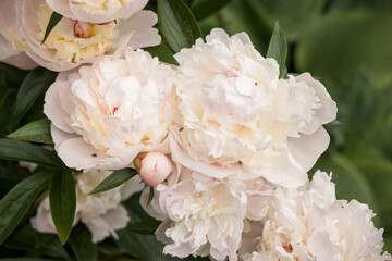 White peony (Paeonia)  flower among green leaves. Small depth of field