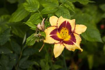 Flowers of yellow daylily Hemerocallis (Bumble Bee) among plants in the garden. Close-up