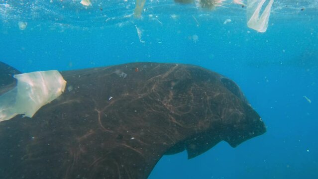 Manta ray stingray floats gracefully ocean surrounded by plastic debris. Concept environment theme of disposable plastic waste pollution in the ocean, destruction of the habitat of marine life. 