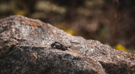 Fototapeta na wymiar Ukraine, summer, a small turtle sits on a stone, a small turtle close-up