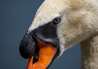 Close up portrait of Swan from side