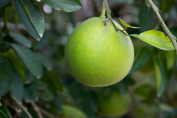 Green Pomelo (Citrus grandis) Pomelos are the most prominent fruits oranges hanging on the tree branch