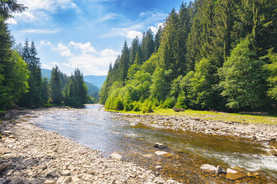 mountain river. camping outdoor background. travel carpathains in summer. scenery among coniferous forest on a sunny day