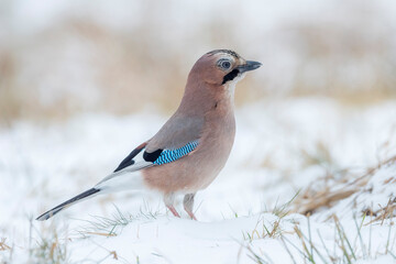 Eurasian jay (Garrulus glandarius) in the wild