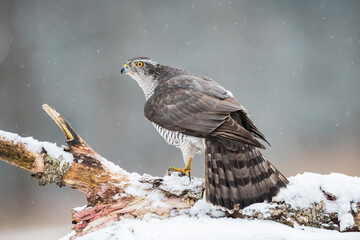 Northern goshawk (Accipiter gentilis) in the wild
