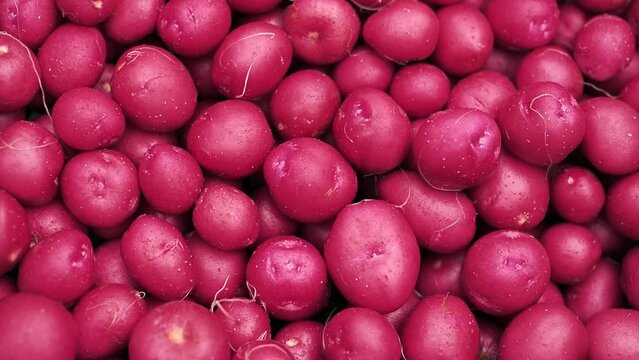 purple, pink young potatoes close-up, slow motion. Potato seed, seed potatoes