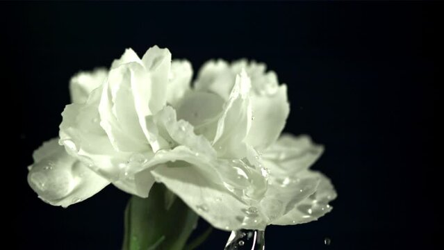 Falling drops of water on white flower. Filmed is slow motion 1000 fps. High quality FullHD footage