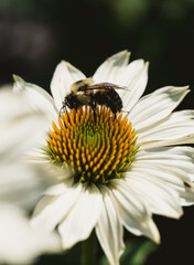 Bumble bee on a white flower