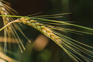 Wheat grain corn macro close up