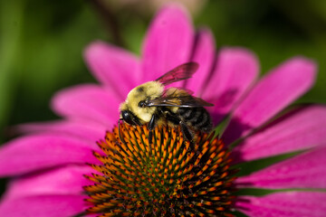 Close up bee on a coneflower