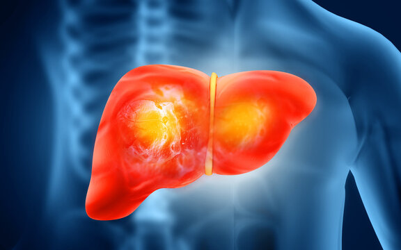 Human liver anatomy structure, 3d illustration