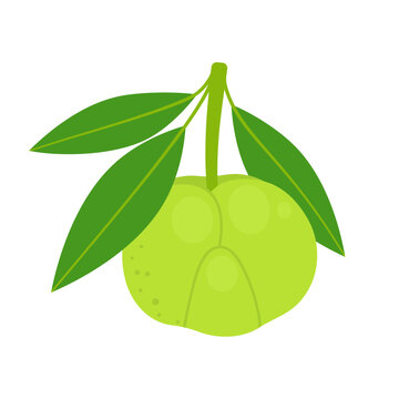 Elephant apple whole fruit isolated on white background. Dillenia indica, chulta, chalta or ou tenga icon. Vector illustration of tropical exotic fruits in flat style.