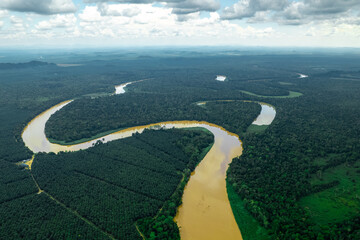 Les arbres de la forêt tropicale humide dense et sous les effet de la deforestation prés de la...