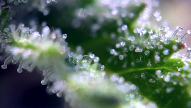 Great Cannabis marijuana trichomes, focusing close up, macro zoom microscope