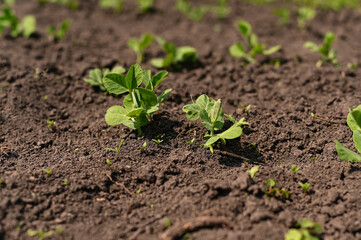sprouts of sprouted peas in the garden